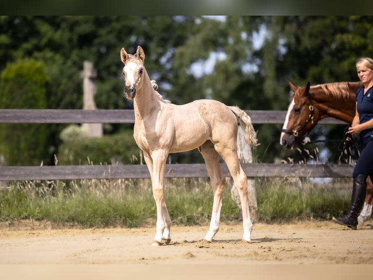 Westfaliano Yegua  170 cm Palomino in Lohmar