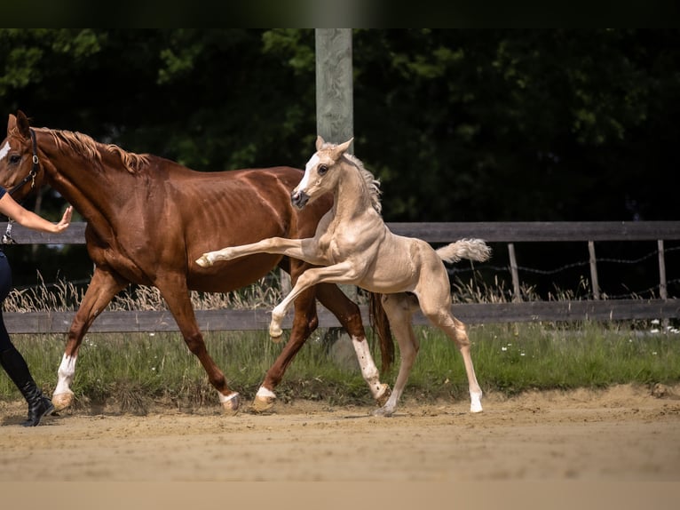 Westfaliano Yegua  170 cm Palomino in Lohmar