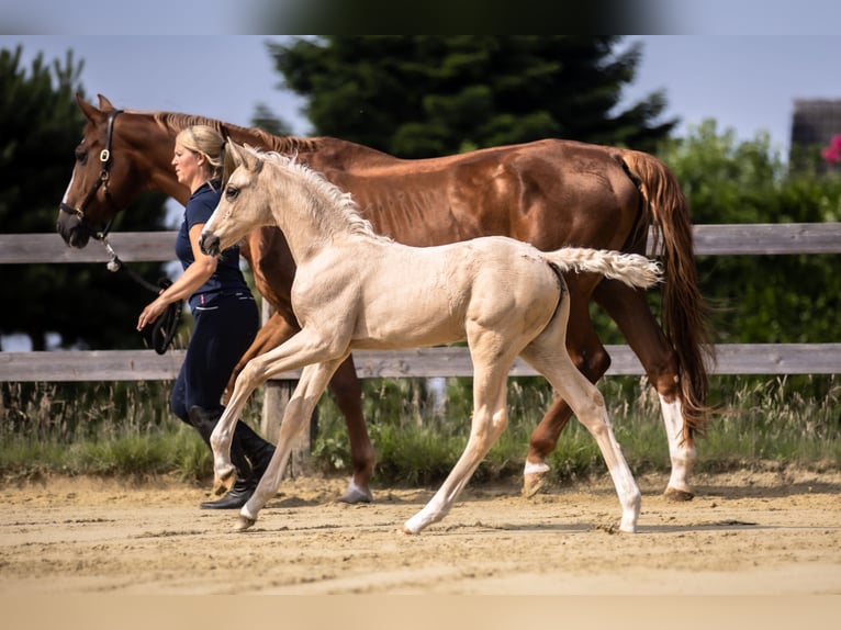 Westfaliano Yegua  170 cm Palomino in Lohmar