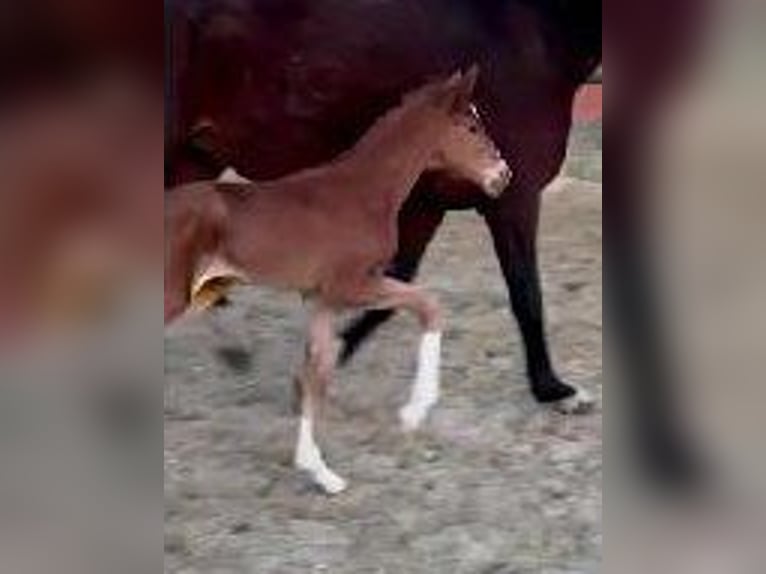 Westfaliano Yegua  172 cm Alazán-tostado in Telgte