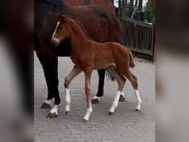 Westfaliano Yegua  172 cm Alazán-tostado in Telgte