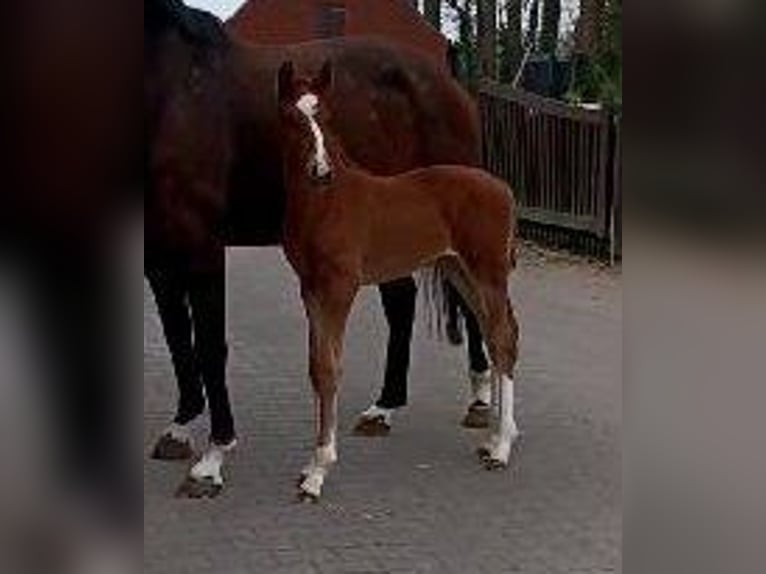 Westfaliano Yegua  172 cm Alazán-tostado in Telgte