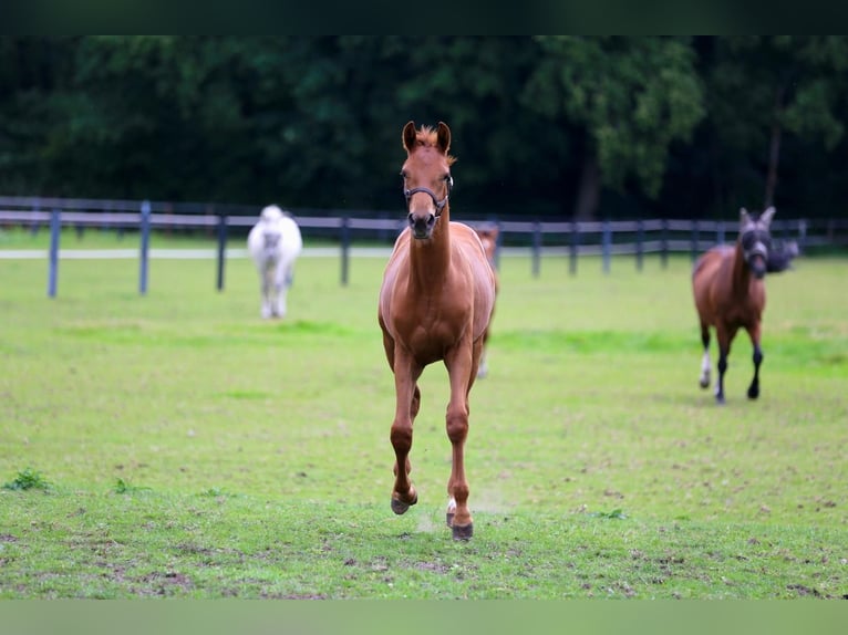 Westfaliano Yegua Potro (03/2025) 175 cm Alazán in Gronau (Westfalen)