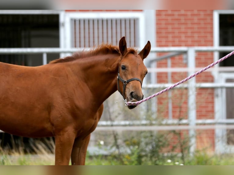 Westfaliano Yegua Potro (03/2025) 175 cm Alazán in Gronau (Westfalen)