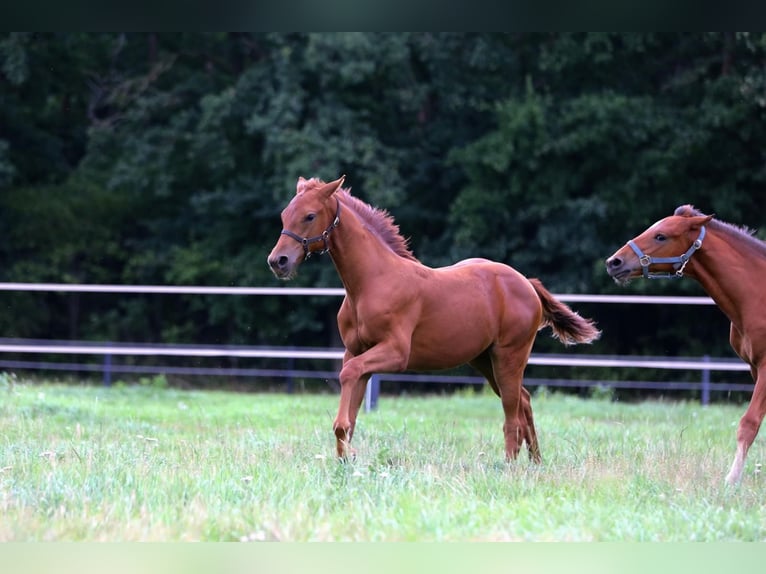 Westfaliano Yegua Potro (03/2025) 175 cm Alazán in Gronau (Westfalen)