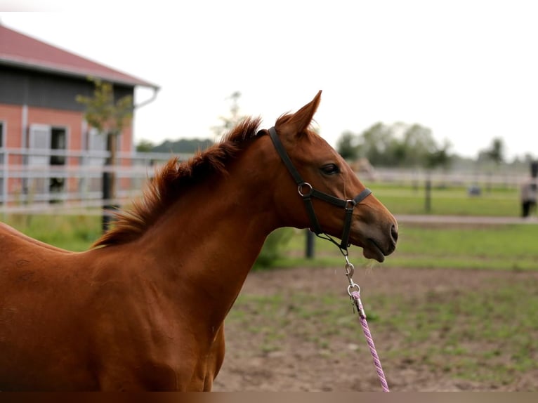 Westfaliano Yegua Potro (03/2025) 175 cm Alazán in Gronau (Westfalen)