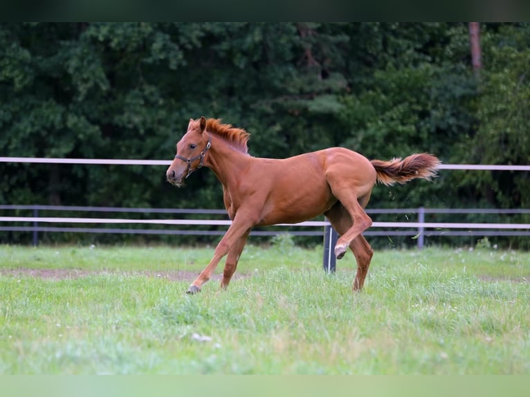 Westfaliano Yegua Potro (03/2025) 175 cm Alazán in Gronau (Westfalen)