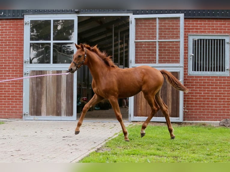 Westfaliano Yegua Potro (03/2025) 175 cm Alazán in Gronau (Westfalen)