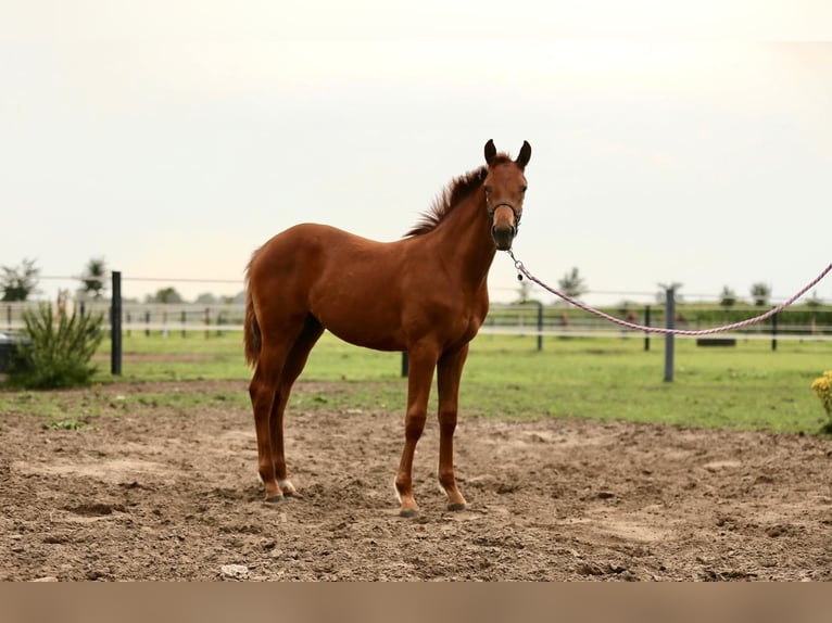 Westfaliano Yegua Potro (03/2025) 175 cm Alazán in Gronau (Westfalen)