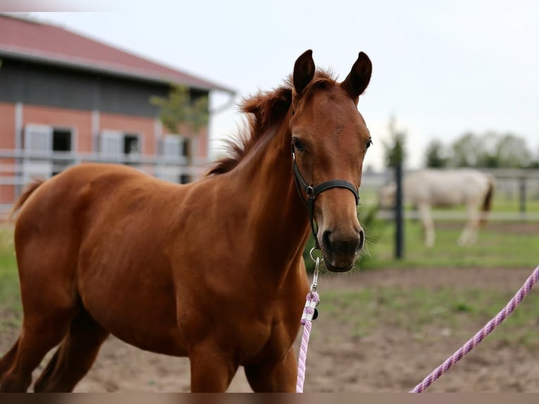 Westfaliano Yegua Potro (03/2025) 175 cm Alazán in Gronau (Westfalen)