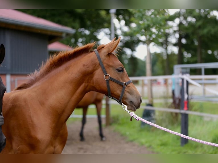 Westfaliano Yegua Potro (03/2025) 175 cm Alazán in Gronau (Westfalen)