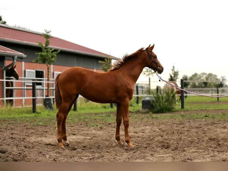 Westfaliano Yegua Potro (03/2025) 175 cm Alazán in Gronau (Westfalen)