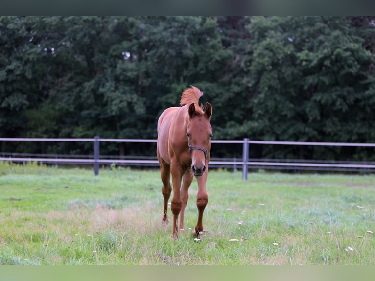 Westfaliano Yegua Potro (03/2025) 175 cm Alazán in Gronau (Westfalen)