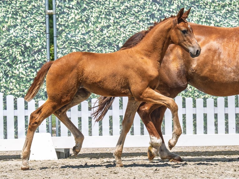 Westfaliano Yegua  Alazán in M&#xFC;nster Handorf