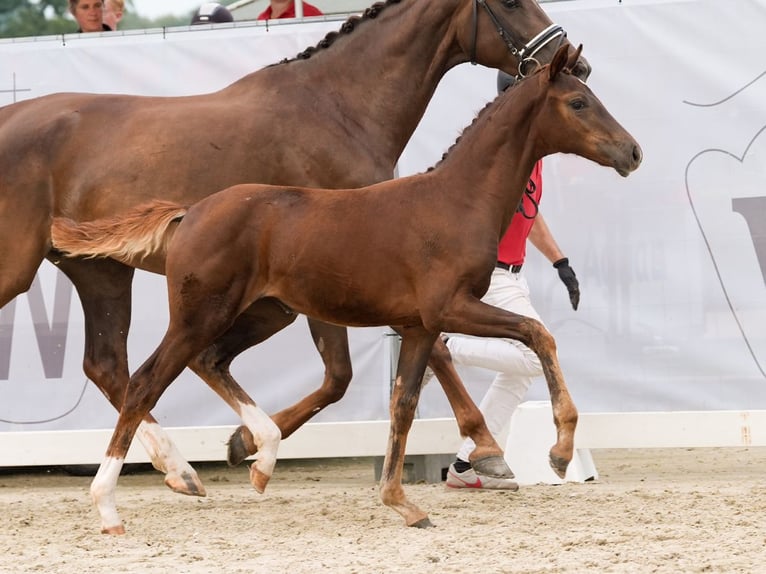 Westfaliano Yegua Potro (04/2024) Alazán in Münster-Handorf