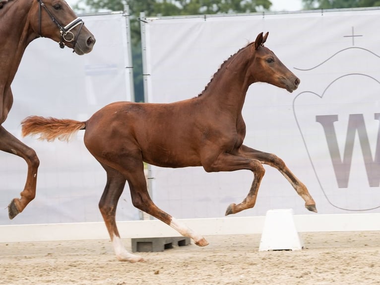 Westfaliano Yegua Potro (04/2024) Alazán in Münster-Handorf