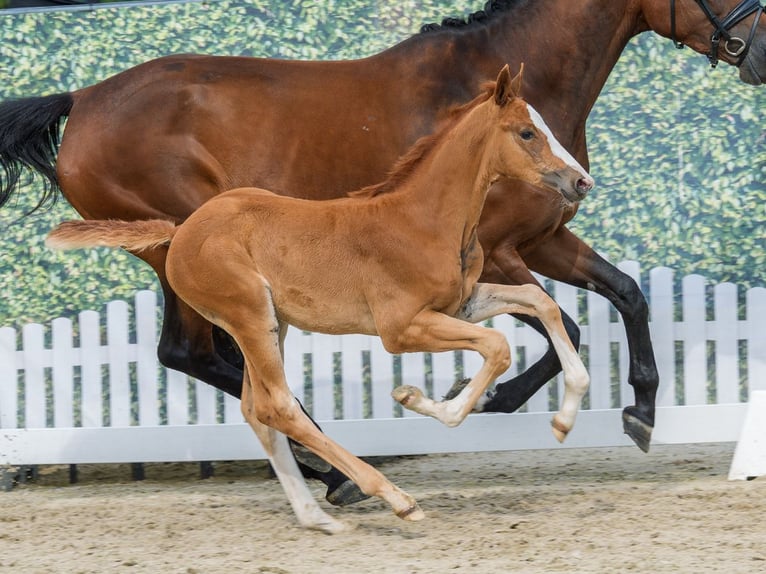 Westfaliano Yegua Potro (05/2026) Alazán in Mnster-Handorf