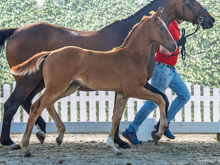 Westfaliano Yegua  Alazán in M&#xFC;nster Handorf