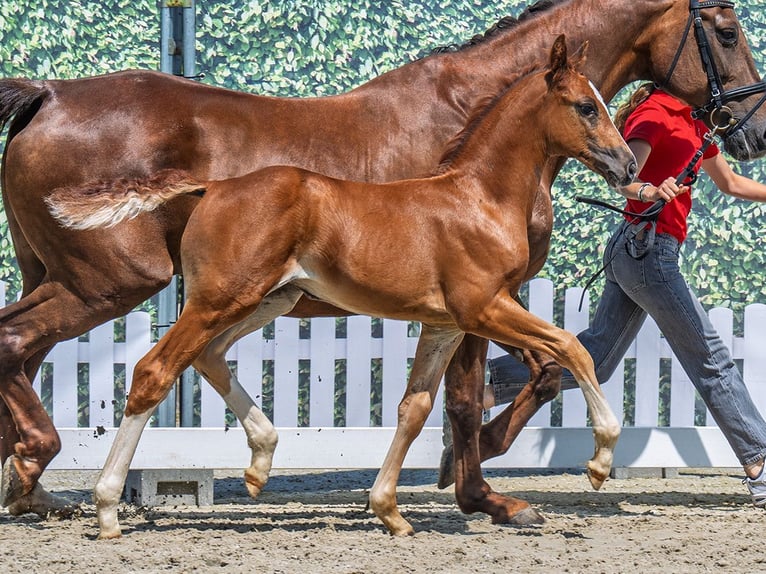 Westfaliano Yegua  Alazán in M&#xFC;nster Handorf