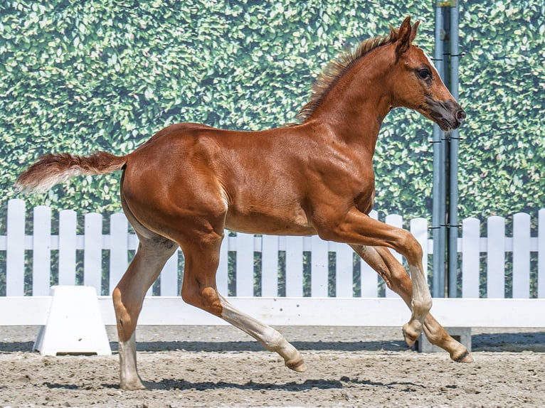 Westfaliano Yegua  Alazán in M&#xFC;nster Handorf