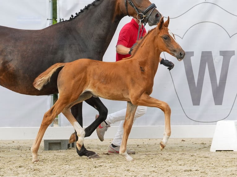 Westfaliano Yegua Potro (07/2024) Alazán-tostado in Münster-Handorf