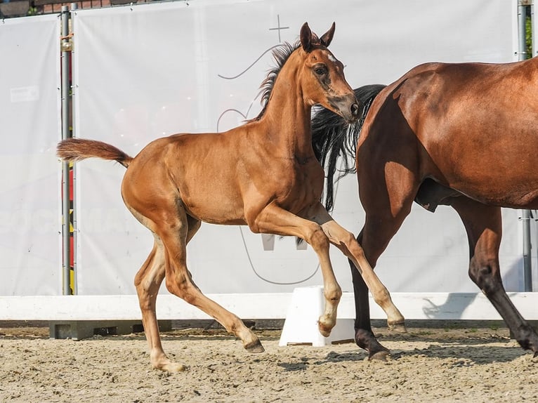 Westfaliano Yegua Potro (06/2024) Alazán-tostado in Münster-Handorf