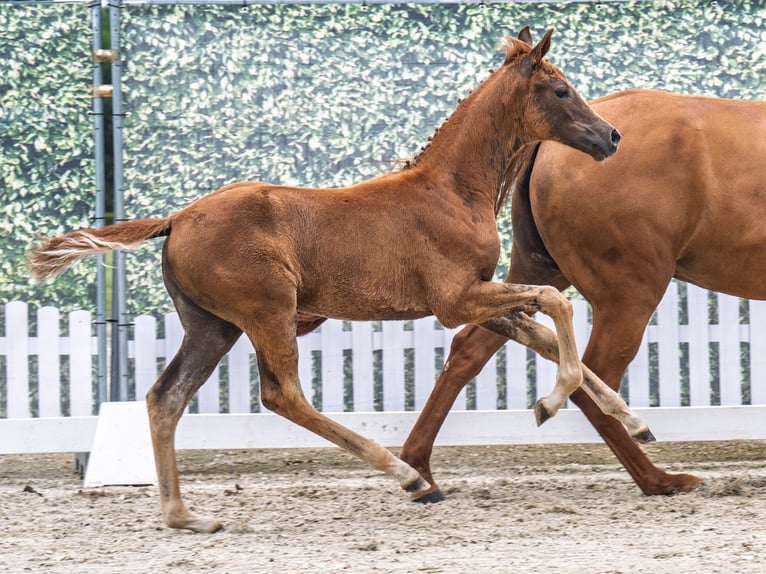 Westfaliano Yegua  Alazán-tostado in M&#xFC;nster Handorf