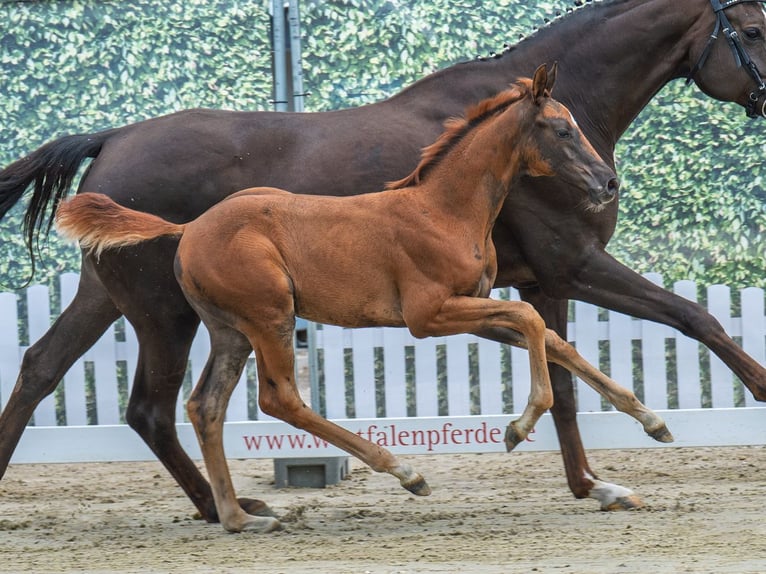 Westfaliano Yegua Potro (06/2025) Alazán-tostado in M&#xFC;nster-Handorf