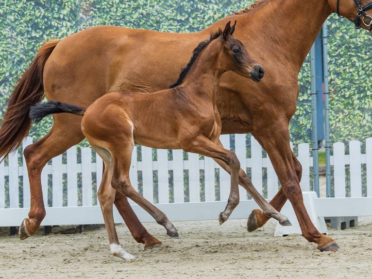 Westfaliano Yegua Potro (06/2026) Castaño in Muenster