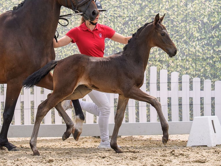 Westfaliano Yegua Potro (05/2026) Morcillo in Mnster-Handorf