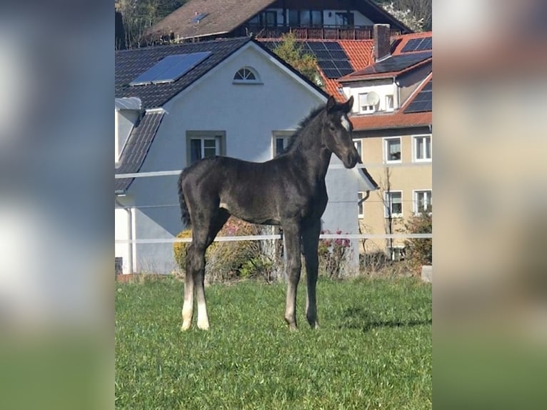 Westfaliano Yegua Potro (03/2026) Negro in Borchen