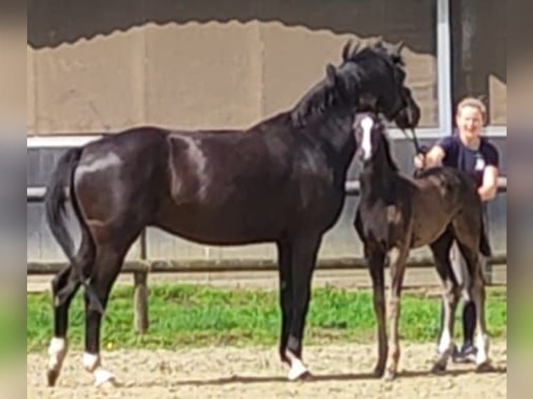 Westfaliano Yegua Potro (05/2024) Negro in Schöppingen