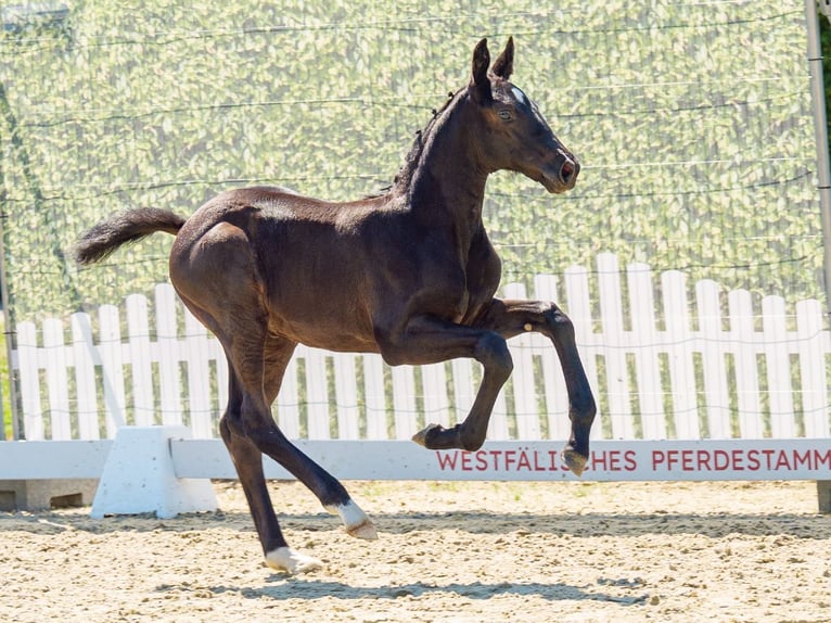 Westfaliano Yegua Potro (05/2026) Negro in Mnster-Handorf