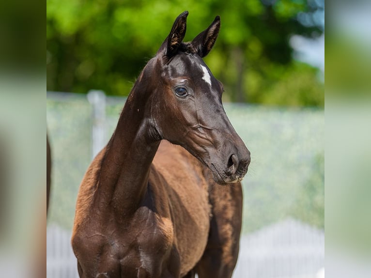Westfaliano Yegua Potro (03/2026) Negro in Mnster-Handorf