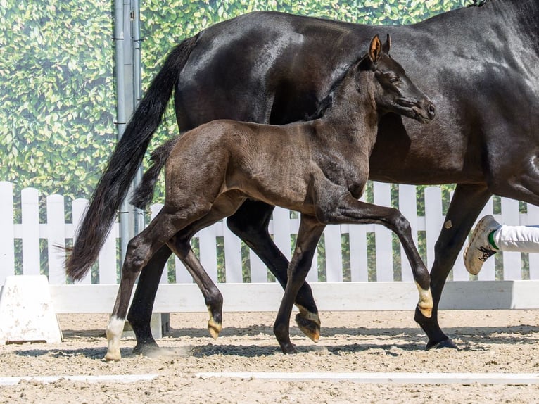 Westfaliano Yegua Potro (04/2026) Negro in Mnster-Handorf