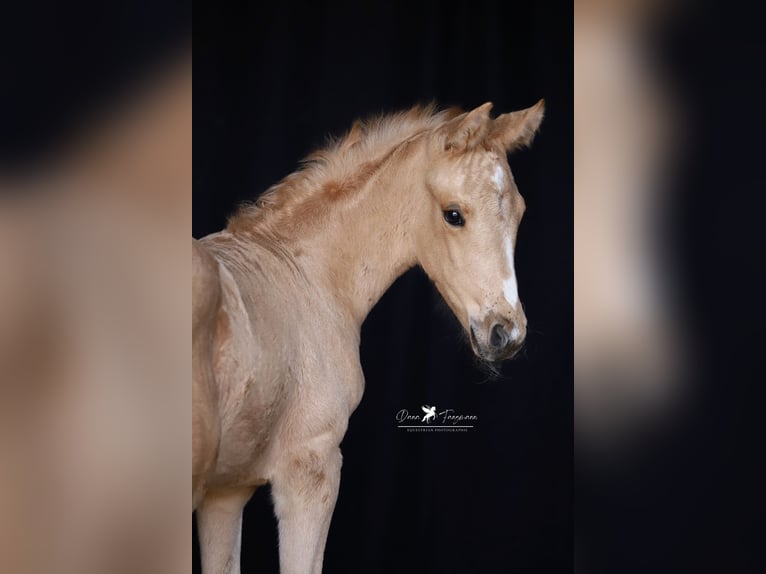 Westfaliano Yegua  Palomino in Neuenkirchen-VördenVörden
