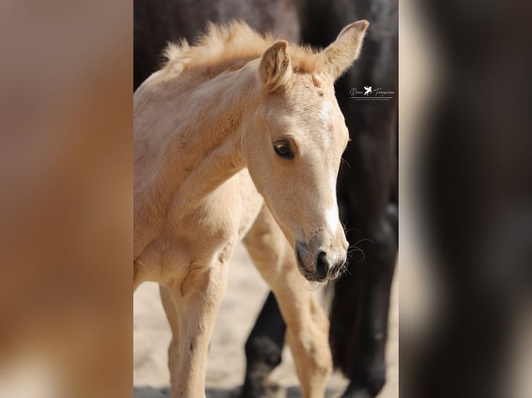 Westfaliano Yegua  Palomino in Neuenkirchen-VördenVörden