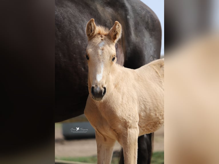 Westfaliano Yegua  Palomino in Neuenkirchen-VördenVörden