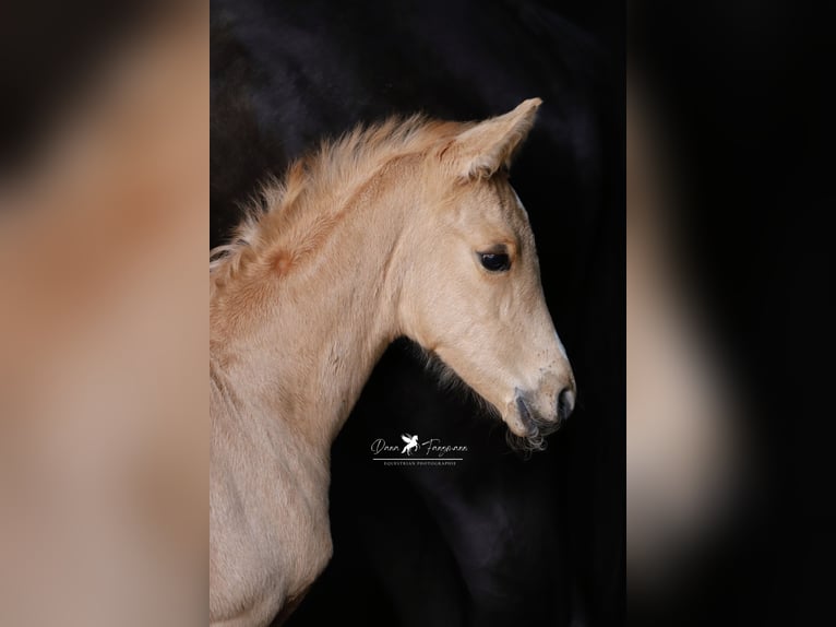 Westfaliano Yegua  Palomino in Neuenkirchen-VördenVörden