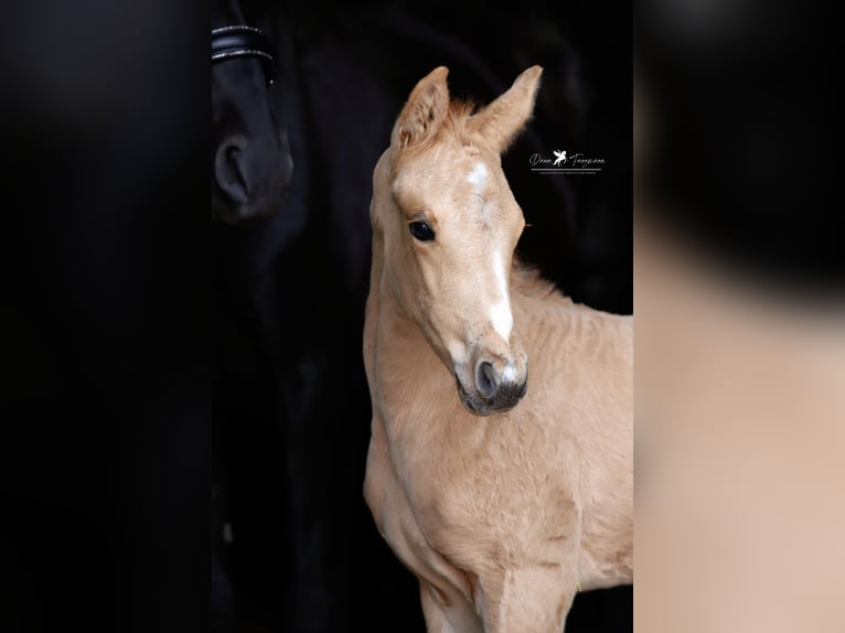 Westfaliano Yegua  Palomino in Neuenkirchen-VördenVörden