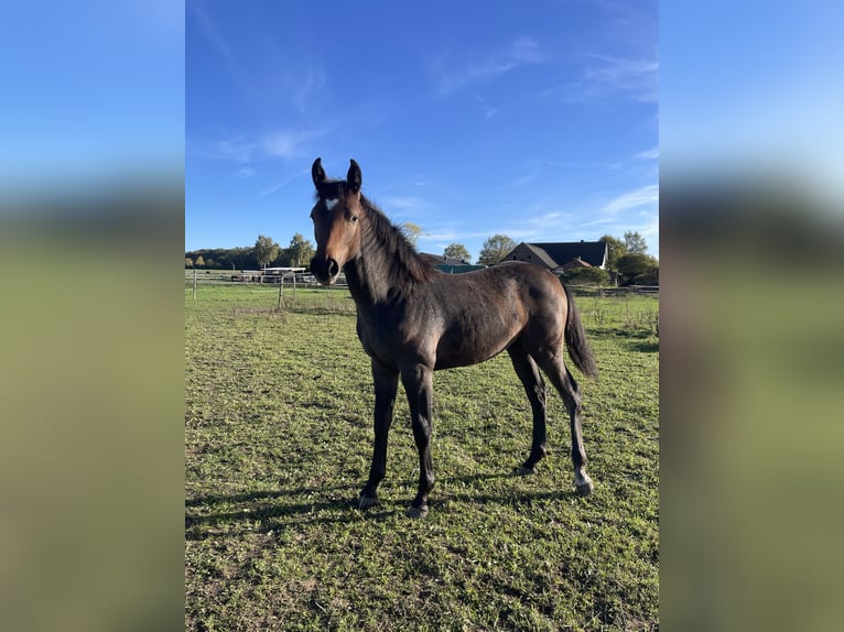 Westfaliano Yegua Potro (03/2025) Tordo in Langenberg Westfaliano Yegua Potro (03/2025) Tordo in Langenberg