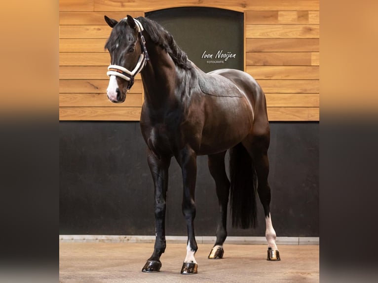 Westfalisk häst Hingst 11 år 164 cm Rökfärgad svart in Kondrajec