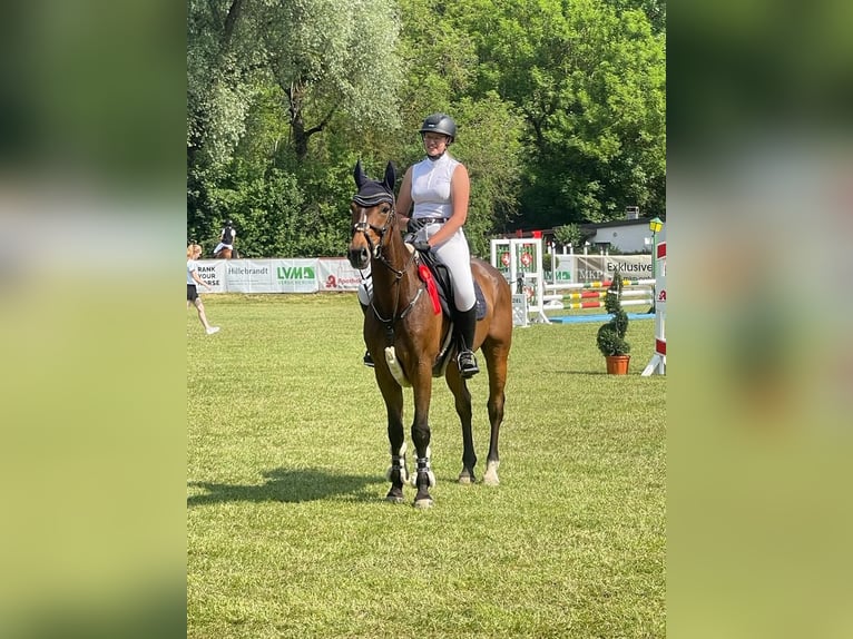 Westfalisk häst Hingst 14 år 172 cm Brun in Bad Lippspringe