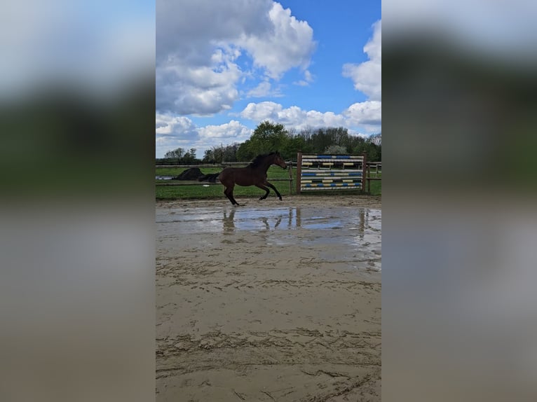 Westfalisk häst Hingst 1 år 160 cm Brun in SelmSelm