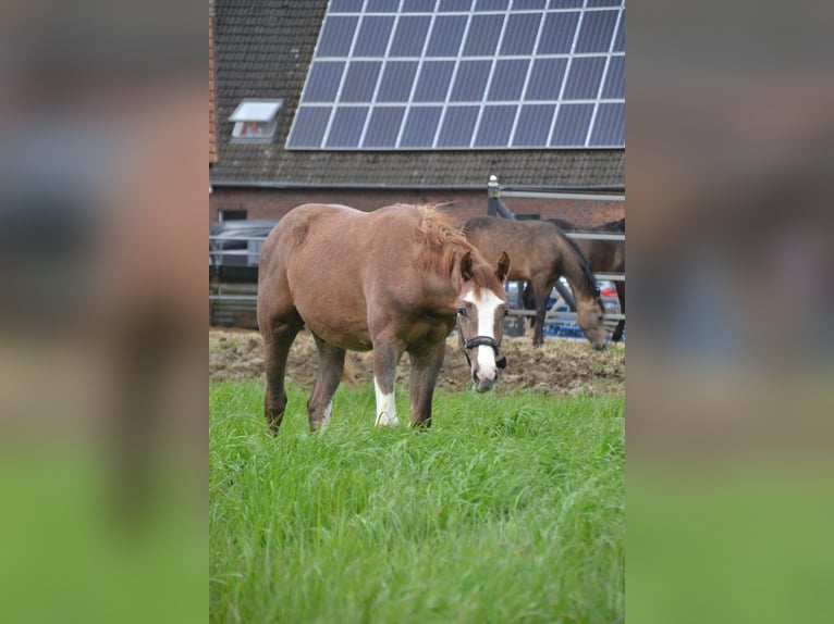 Westfalisk häst Hingst 1 år 168 cm Kan vara vit in Billerbeck