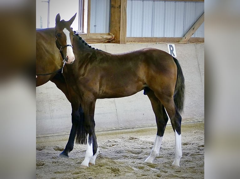 Westfalisk häst Hingst 1 år 168 cm Mörkbrun in Cashion