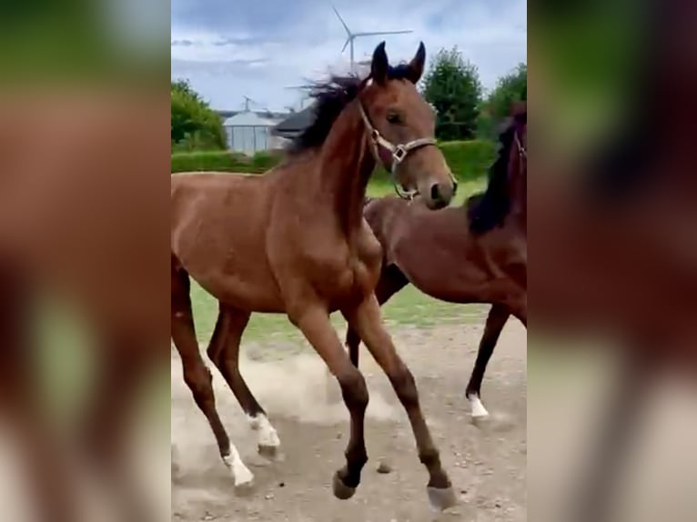 Westfalisk häst Hingst 1 år 169 cm Brun in Dörrmorschel