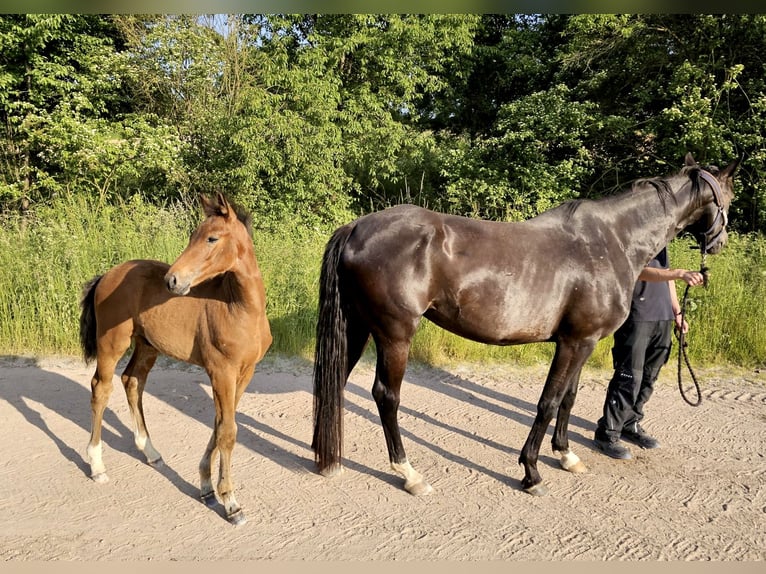 Westfalisk häst Hingst 1 år 169 cm Brun in Dörrmorschel