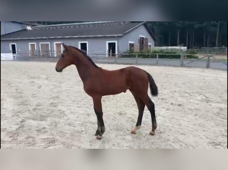 Westfalisk häst Hingst 1 år 170 cm Brun in Gadow