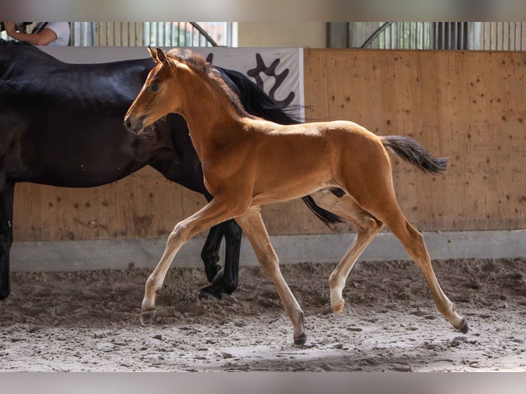 Westfalisk häst Hingst 1 år 170 cm Mörkbrun in Wiesbaum